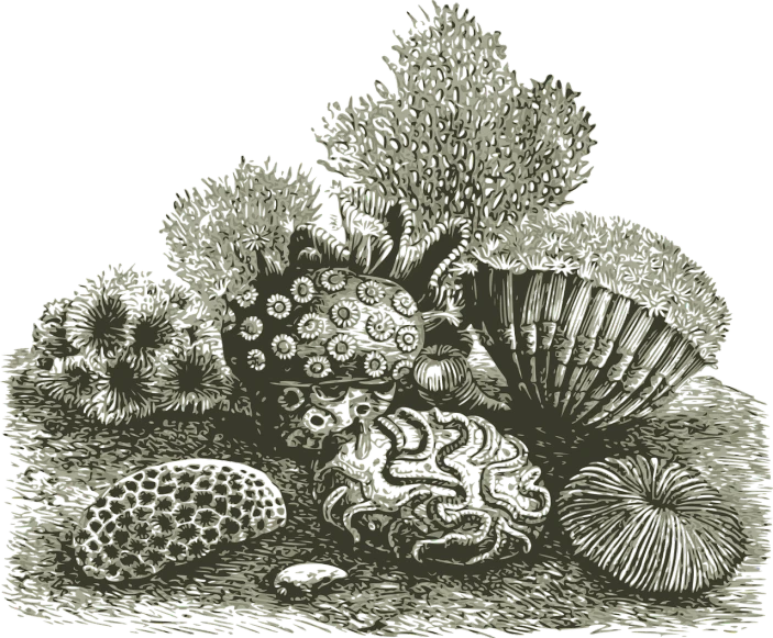 a black and white drawing of some plants, a digital rendering, inspired by Earnst Haeckel, elegant coral sea bottom, large shell, arid ecosystem, dark but detailed digital art