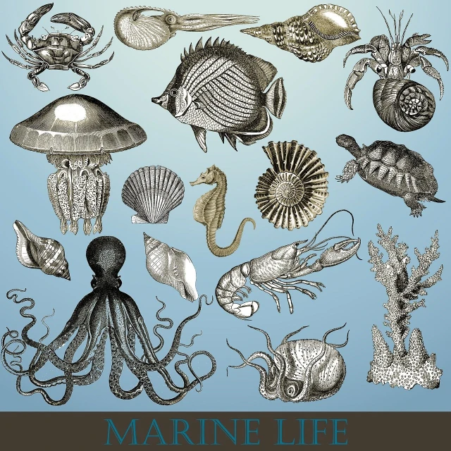 a collection of marine life on a blue background, inspired by Ernst Haeckel, dada, harry volk clip art style, silver, highres, high detail!!