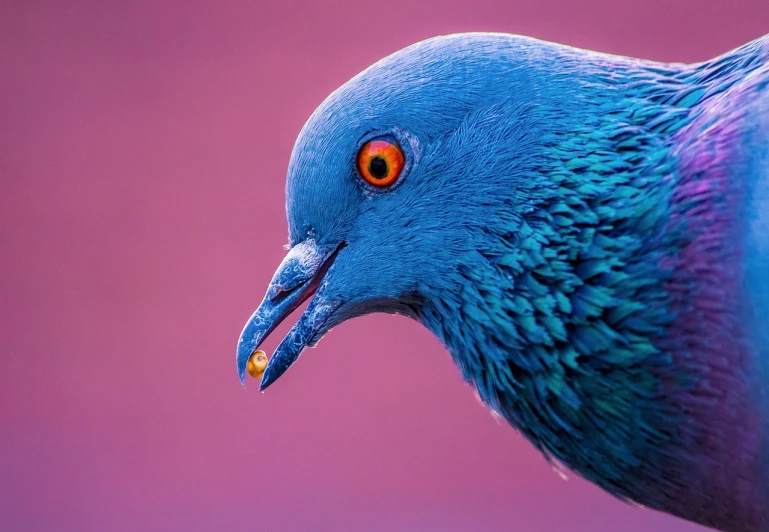 a close up of a pigeon with red eyes, by Jan Rustem, vivid complementary colors, evening lighting, blue head, f / 2. 5