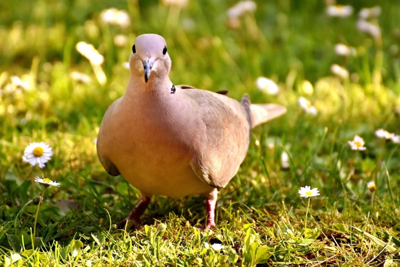 a bird that is standing in the grass, shutterstock, renaissance, covered in pink flesh, dove, very sharp photo