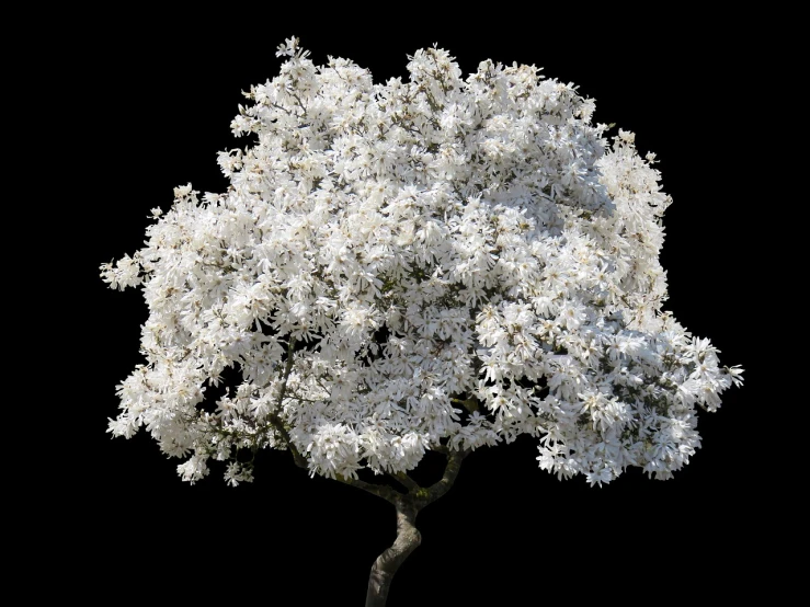 a white flowered tree against a black background, by Emanuel de Witte, flickr, hurufiyya, rendered in redshift, full frame image, isolated on white background, bangalore