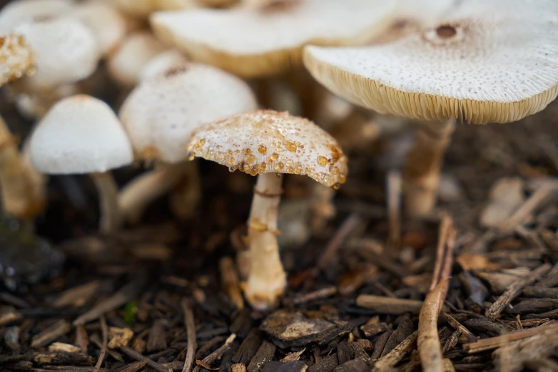 a group of mushrooms that are sitting on the ground, a macro photograph, by Anna Haifisch, unsplash, albino skin, gold speckles, undertailed, very very high detailed