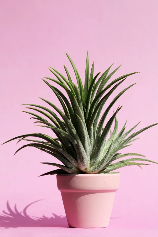 a close up of a potted plant on a pink surface, postminimalism, spiky skin, highly detailed product photo