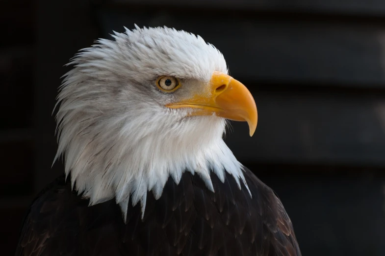 a close up of a bald eagle's head, pexels, photorealism, full profile, a wooden, with a white muzzle, portrait of an old