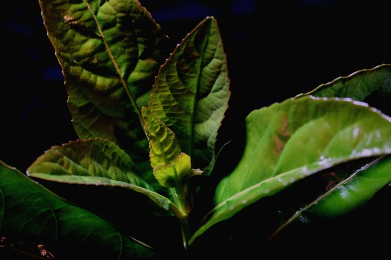 a close up of a plant with green leaves, a macro photograph, by Robert Brackman, renaissance, chewing tobacco, glowing in the dark, ((still life)), high contrast 8k