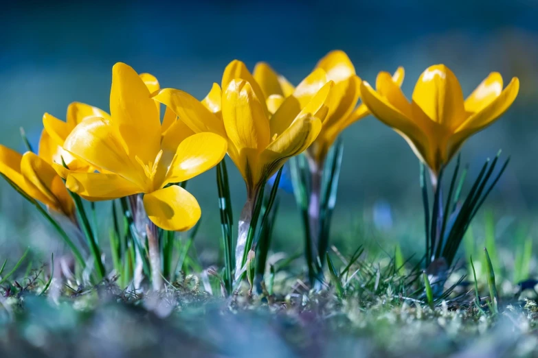 a group of yellow flowers sitting on top of a lush green field, a macro photograph, by Hans Schwarz, shutterstock, winter sun, magnolias, closeup photo, ground - level view