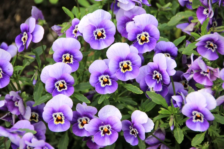 a close up of a bunch of purple flowers, inspired by Violet Oakley, shutterstock, multiple small black eyes, with round cheeks, gardening, looking cute