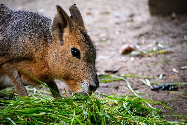 a close up of a small animal eating grass, a photo, sumatraism, quechua!, side profile centered, sharp nose with rounded edges, very sharp photo