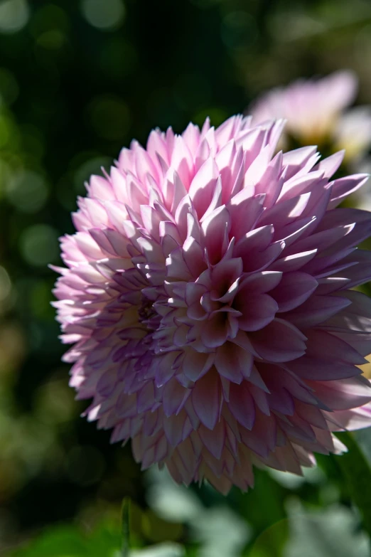 a close up of a pink flower with green leaves, a macro photograph, precisionism, with beautiful volumetric light, dahlias, in the sun, 7 0 mm photo