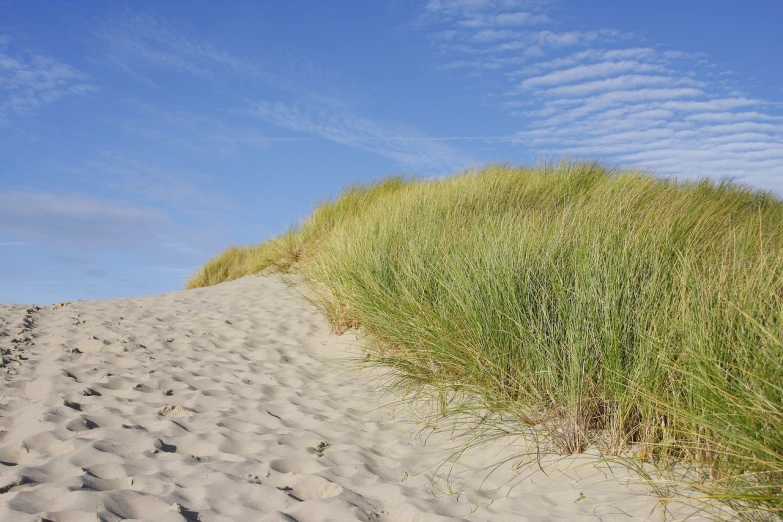 the grass is growing on the sand dunes, a photo, by Edward Corbett, istock, cloudless-crear-sky, seattle, upwards