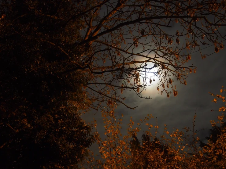 a full moon is seen through the branches of a tree, by Zoran Mušič, autumn night, 2 4 mm iso 8 0 0, photography at night, 4 0 9 6