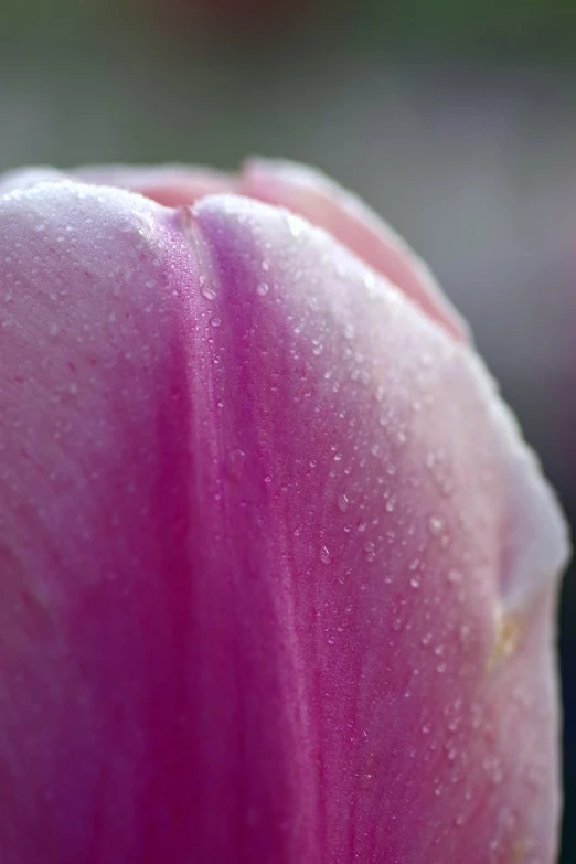 a close up of a pink tulip with water droplets, romanticism, 8 k detail, some purple, morning detail, hoog detail