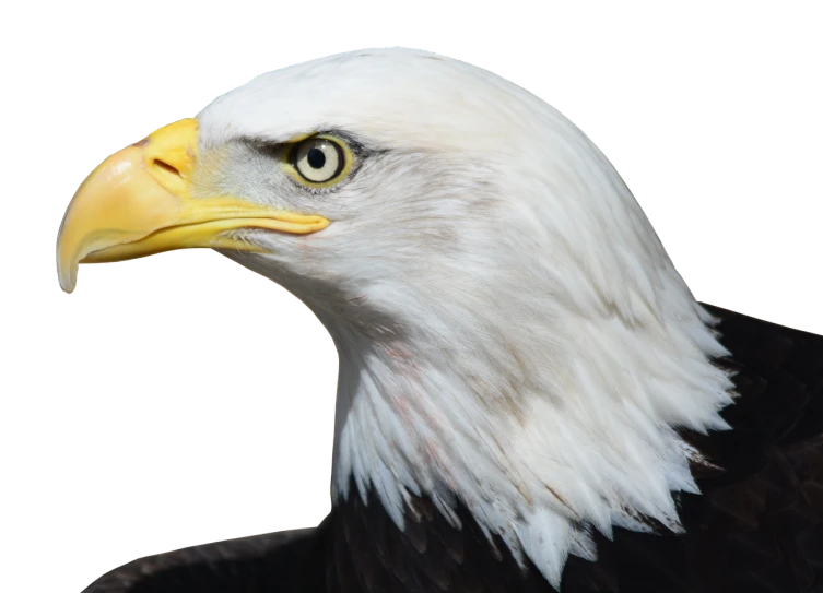 a close up of a bald eagle with a black background, by Ben Zoeller, shutterstock, photorealism, side view close up of a gaunt, usa-sep 20, birds eye, with a white muzzle