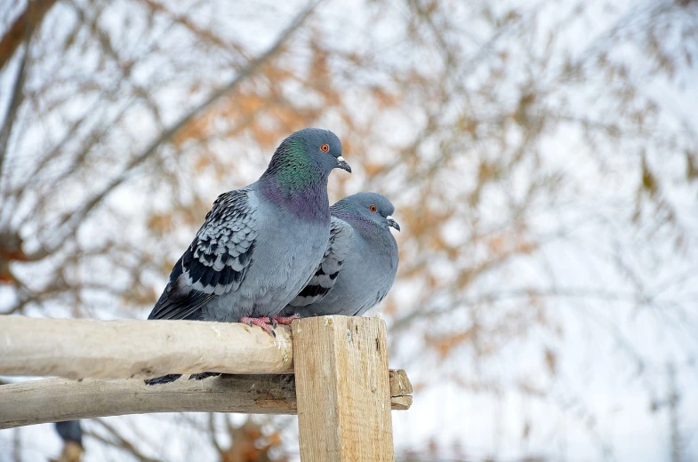 a couple of birds sitting on top of a wooden pole, a portrait, by Jim Nelson, shutterstock, pigeon, holiday season, img _ 9 7 5. raw, museum quality photo