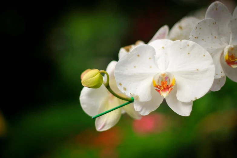 a close up of a white flower on a stem, by Yi Jaegwan, shutterstock, moth orchids, depth of field ”, vibrant vivid colors, 7 0 mm photo