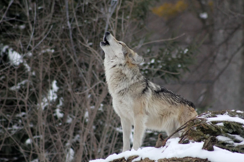 a wolf standing on top of a snow covered hillside, a photo, by Wolf Huber, singing, left profile, looking upward, ready to eat