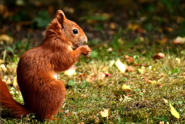 a squirrel standing on its hind legs in the grass, a photo, renaissance, leaf, dinner is served, reds, 4k high res