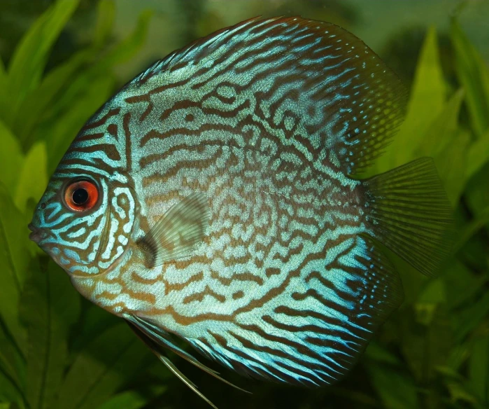 a close up of a fish in an aquarium, by Aleksander Gierymski, flickr, teal silver red, intricate”