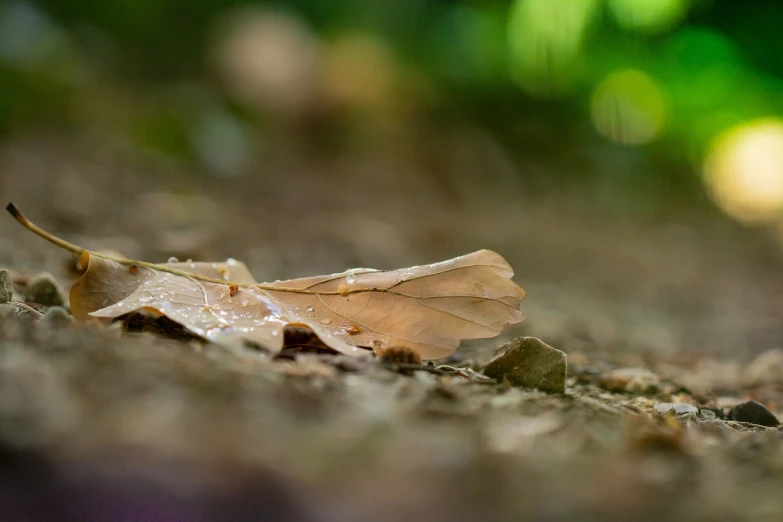 a close up of a leaf on the ground, a macro photograph, by Zoran Mušič, bokeh forest background, day after raining, highly realistic photo, highly detailed composition