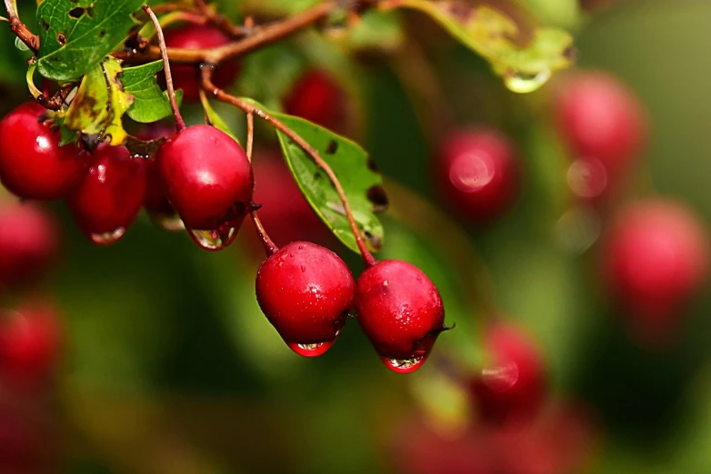 a bunch of red berries hanging from a tree, by Jan Rustem, water drops, istockphoto, close up food photography