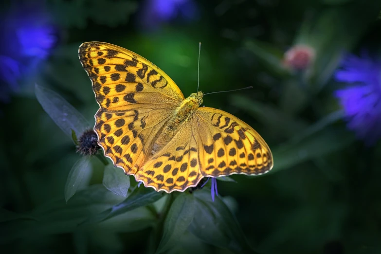 a close up of a butterfly on a flower, baroque, golden dapple lighting, frontal pose, topaz, 4k high res