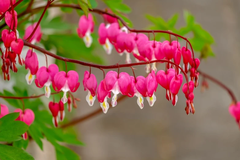 a close up of a plant with pink flowers, a picture, by Hans Werner Schmidt, shutterstock, sōsaku hanga, several hearts, hanging veins, red and white colors, stock photo