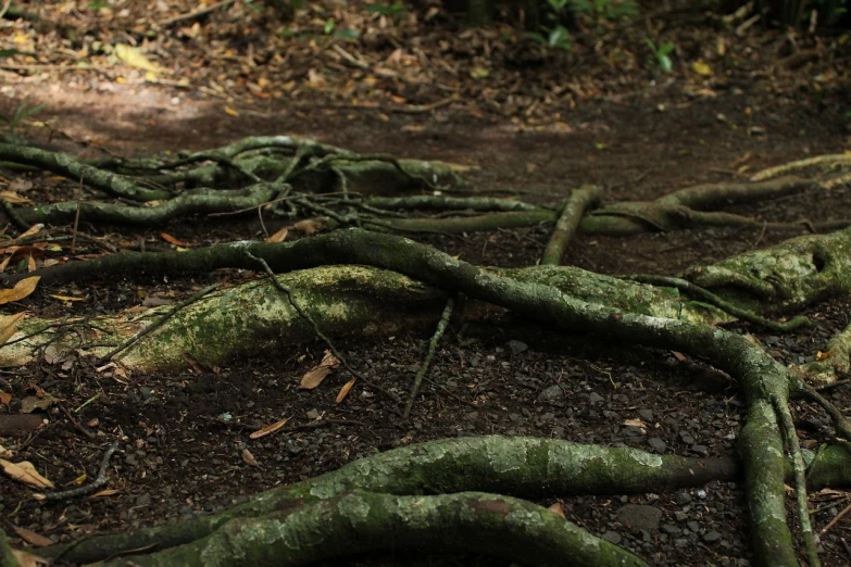 a red fire hydrant sitting in the middle of a forest, inspired by Andy Goldsworthy, many thick dark knotted branches, ( ( ( kauai ) ) ), feet on the ground, skeletons on the ground