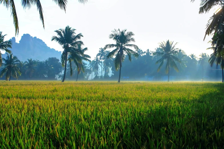 a field of green grass with palm trees in the background, a picture, sumatraism, foggy wheat field, warm and joyful atmosphere, korean countryside, with kerala motifs