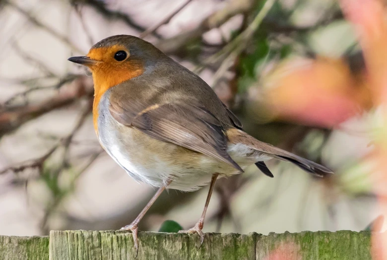 a small bird sitting on top of a wooden fence, a portrait, by John Gibson, flickr, robin, standing bird, ivy, medium close-up shot