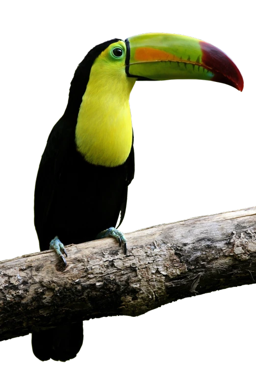 a colorful bird sitting on top of a tree branch, inspired by Charles Bird King, flickr, hurufiyya, 6 toucan beaks, high contrast chiaroscuro, museum quality photo, banana