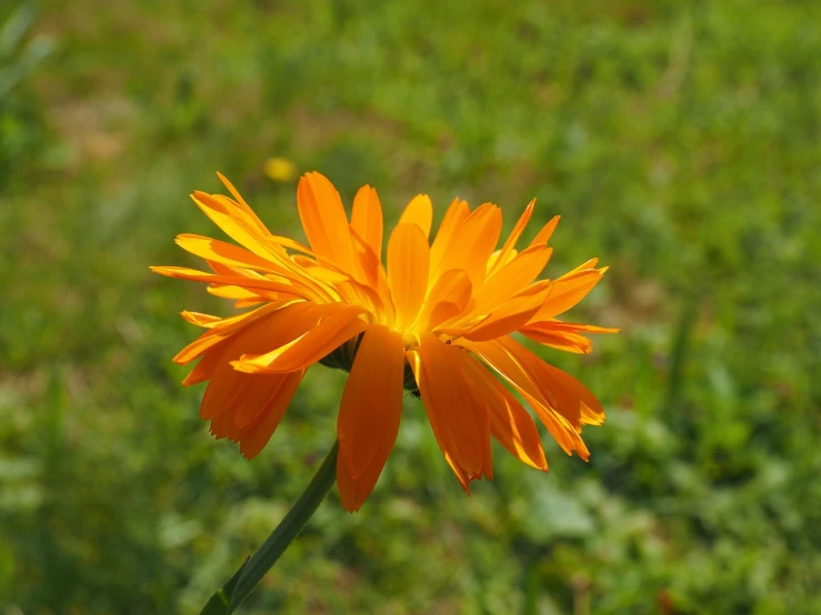 an orange flower sitting on top of a lush green field, a portrait, rasquache, very sharp photo