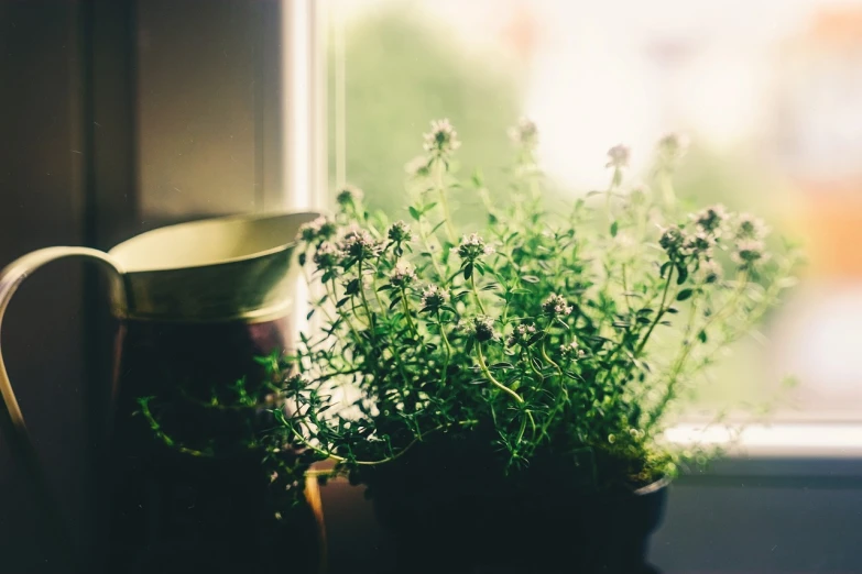 a close up of a potted plant on a window sill, a picture, unsplash, herbs and flowers, grainy film still, clover, lots of light