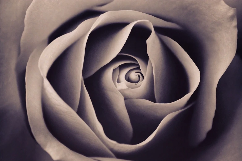 a black and white photo of a rose, a macro photograph, inspired by Edward Weston, flickr, purple - tinted, judy chicago, very detailed curve, arranged in the golden ratio