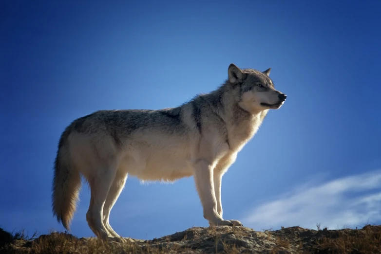 a wolf standing on top of a hill, profile picture 1024px, very low angle view, crypto, high end