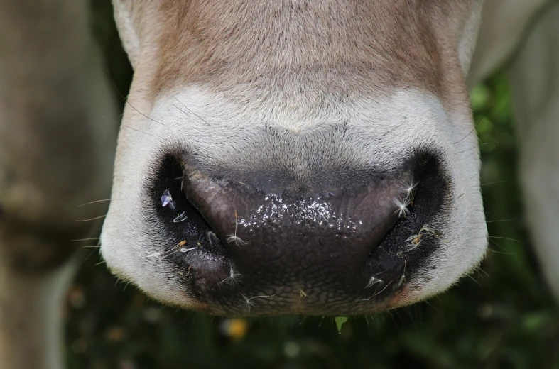 a close up of the nose of a cow, by Jan Rustem, flickr, wild beautiful donkey, composite, kiss, small straight nose