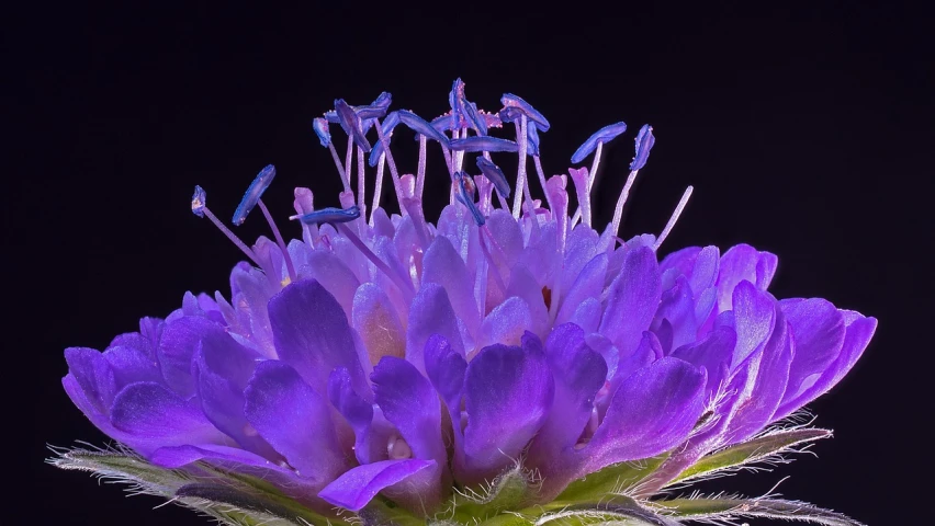 a close up of a purple flower on a black background, a macro photograph, by Jan Rustem, crown of blue flowers, antennae, pincushion lens effect, close-up shot from behind