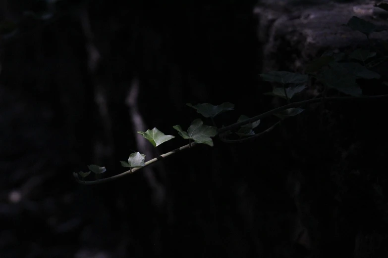 a close up of a leaf on a tree branch, by Xie Shichen, minimalism, in a dark cave, with ivy, evening!! in the forest, low iso