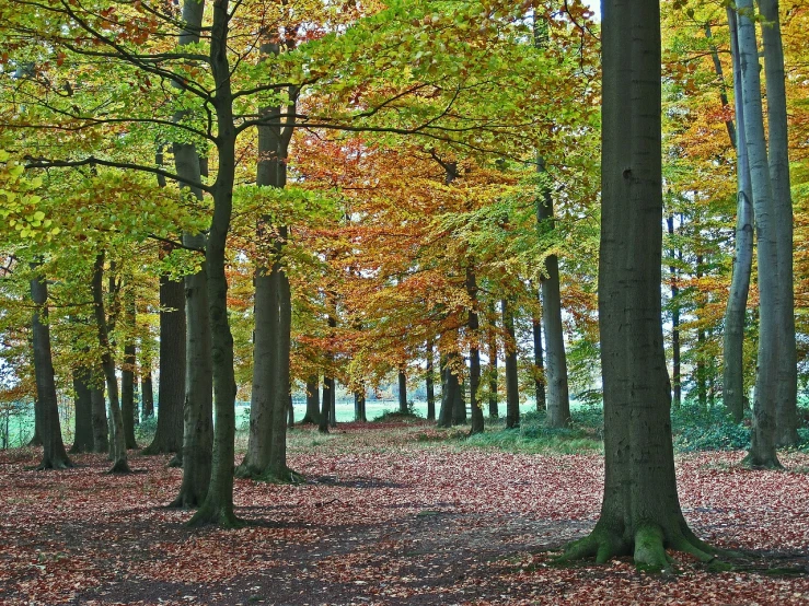 a red fire hydrant sitting in the middle of a forest, by Andries Stock, fine art, autumn colour oak trees, a green, deer in sherwood forest, full of colour 8-w 1024