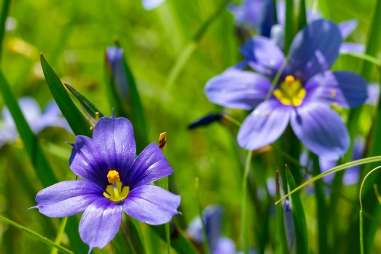a group of blue flowers sitting on top of a lush green field, a portrait, hurufiyya, focus on iris, beauttiful stars, 7 0 mm photo