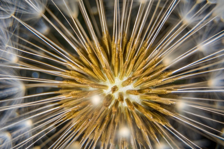 a close up of a seed of a plant, a macro photograph, precisionism, explosive background, wideangle pov closeup, steampunk world spikes, modern high sharpness photo