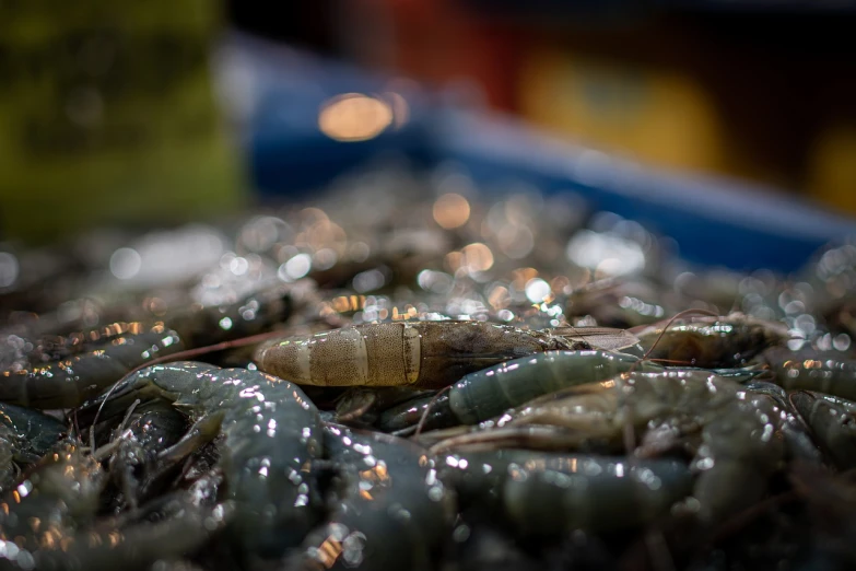 a pile of shrimp sitting on top of a table, a macro photograph, underwater market, bokeh photo