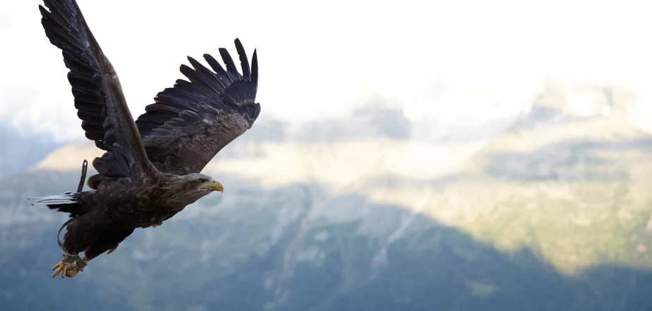 a bird that is flying in the air, pexels contest winner, rising from mountain range, second eagle head, banner, backpfeifengesicht