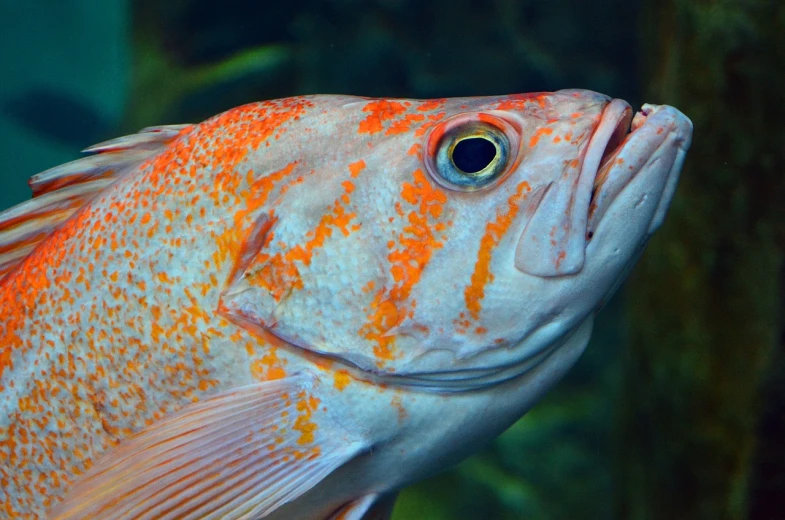 a close up of a fish in a tank, a portrait, by Robert Brackman, shutterstock, red and orange colored, incredibly detailed atlantic cod, highly detailed photo 4k, stock photo