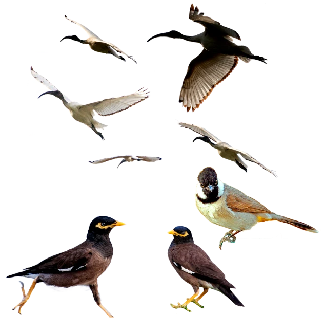 a group of birds flying next to each other, by Jan Rustem, flickr, conceptual art, on black background, photocollage, india, falcon