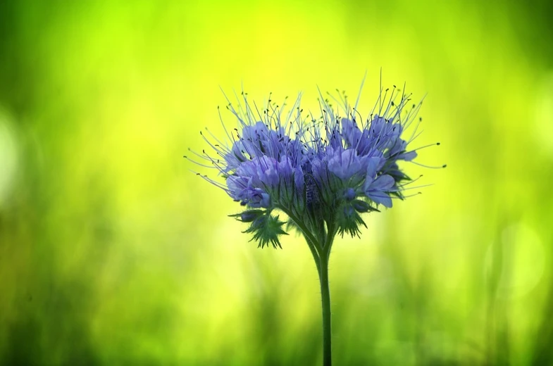 a close up of a flower with a blurry background, by Etienne Delessert, shutterstock, minimalism, green and blue colors, pincushion lens effect, crown of blue flowers, bright explosion