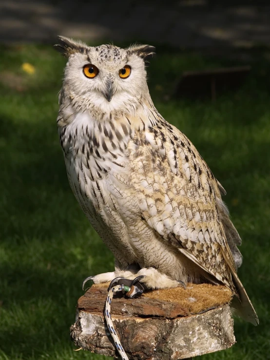 an owl sitting on top of a tree stump, a picture, by Edward Corbett, shutterstock, hurufiyya, sharp claws and tail, on a marble pedestal, beautiful lady, pale pointed ears