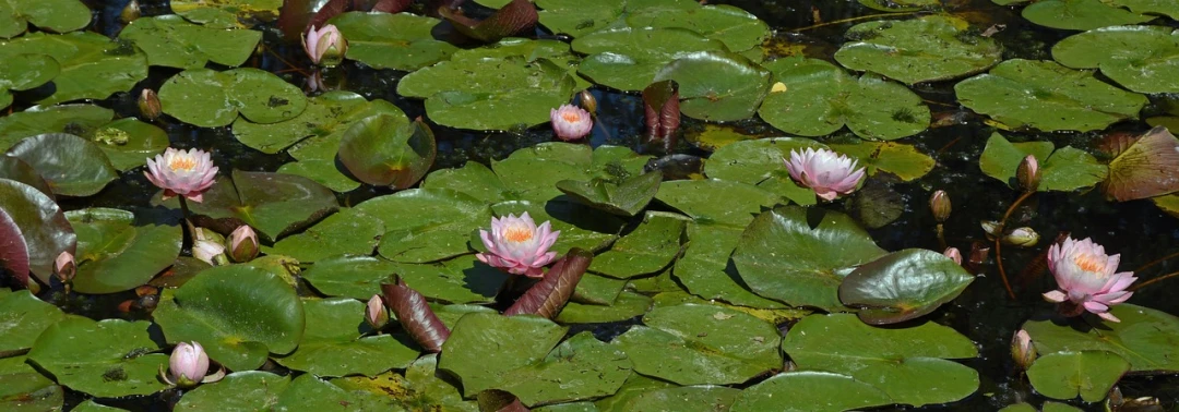 a group of water lillies floating on top of a pond, a photo, pixabay, art nouveau, botanic garden, pink water in a large bath, fishes swimming, camera photo