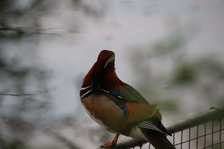 a bird that is sitting on a fence, a picture, by Jan Rustem, flickr, hurufiyya, the macho duck, side view of a gaunt, beautifully painted, waving