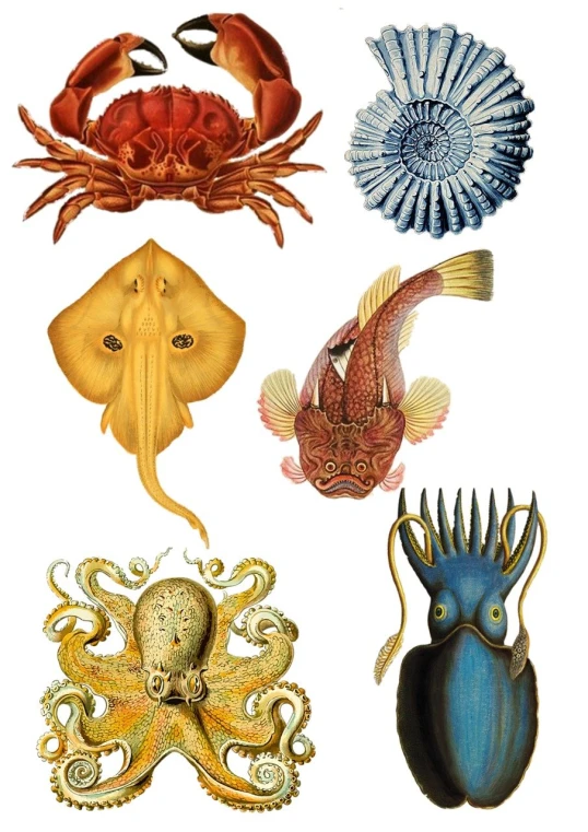 a group of different types of sea animals, inspired by Ernst Haeckel, shutterstock, baroque, cut out collage, six arms, listing image, 7 0 s