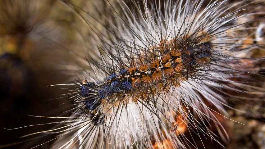 a close up of a cater on a plant, a macro photograph, by Robert Brackman, hurufiyya, extremely detailed fur, centipede, detailed abstract, stubble